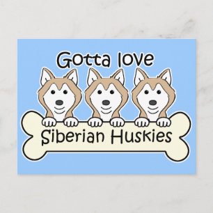 Carte Postale Trois Huskies sibériens