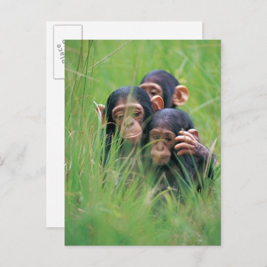 Carte Postale Trois jeunes chimpanzés (Pan troglodytes) en (Devant / Derrière)