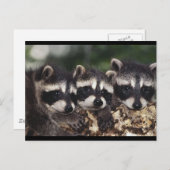 Carte Postale Trois jeunes ratons (Devant / Derrière)