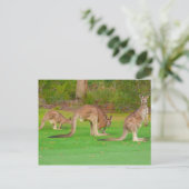 Carte Postale trois kangourous (Debout devant)