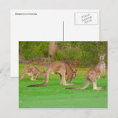 Carte Postale trois kangourous (Devant / Derrière)