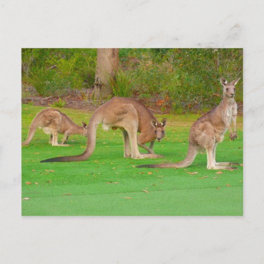 Carte Postale trois kangourous (Devant)