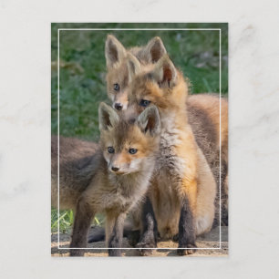 Carte Postale Trois Kits Alert Fox