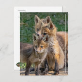 Carte Postale Trois Kits Alert Fox (Devant / Derrière)