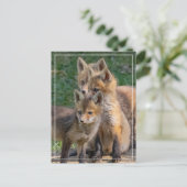 Carte Postale Trois Kits Alert Fox (Debout devant)