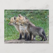 Carte Postale Trois Kits Fox (Devant)