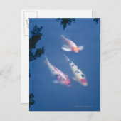 Carte Postale Trois koi japonais dans l'étang (Devant / Derrière)