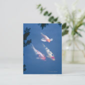Carte Postale Trois koi japonais dans l'étang (Debout devant)
