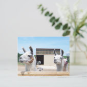 CARTE POSTALE TROIS LAMAS (Debout devant)