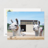 CARTE POSTALE TROIS LAMAS (Devant / Derrière)