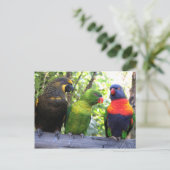 Carte Postale Trois Lorikees (Debout devant)