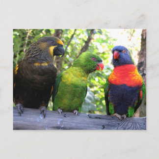Carte Postale Trois Lorikees