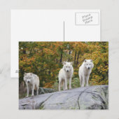 Carte postale Trois Loups (Devant / Derrière)