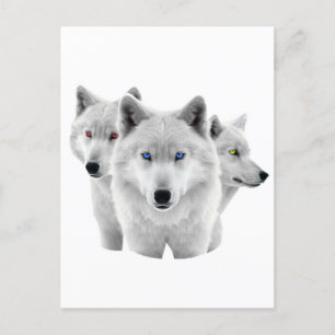 Carte Postale Trois Loups blancs