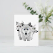 Carte Postale Trois Loups blancs (Debout devant)