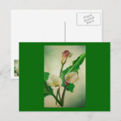 Carte Postale Trois Lys Calla Étonnant Botanique Acrylique (Devant / Derrière)