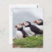 Carte Postale Trois macareux (Devant / Derrière)