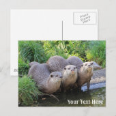 Carte Postale Trois mignonnes Otters Photographie de la faune (Devant / Derrière)
