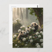 Carte Postale Trois mignons Pandas (Devant / Derrière)