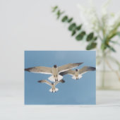 Carte postale Trois mouettes (Debout devant)