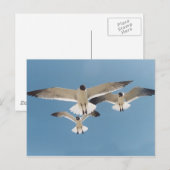 Carte postale Trois mouettes (Devant / Derrière)