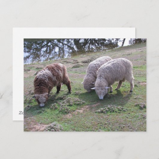 Carte postale - Trois moutons (Devant / Derrière)