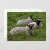 Carte Postale Trois moutons (Devant / Derrière)