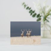 Carte Postale Trois Mule Deer Bucks (Debout devant)