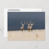 Carte Postale Trois Mule Deer Bucks (Devant / Derrière)