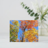 Carte Postale Trois nuances d'érables colorés (Debout devant)