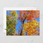 Carte Postale Trois nuances d'érables colorés (Devant / Derrière)