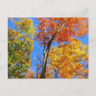 Carte Postale Trois nuances d'érables d'automne colorés