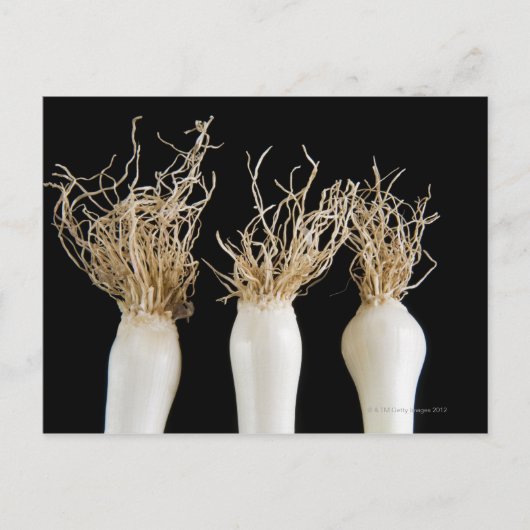 Carte Postale Trois oignons de printemps (Devant)