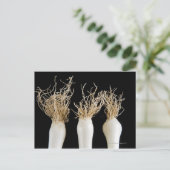 Carte Postale Trois oignons de printemps (Debout devant)