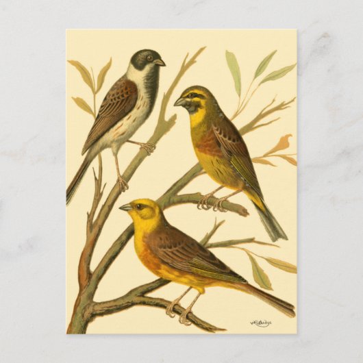 Carte Postale Trois oiseaux domestiques perchés sur une branche (Devant)