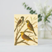 Carte Postale Trois oiseaux domestiques perchés sur une branche (Debout devant)