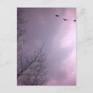 Carte Postale Trois oiseaux volent si haut