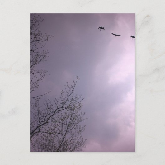 Carte Postale Trois oiseaux volent si haut (Devant)