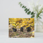 Carte Postale Trois ours (Debout devant)