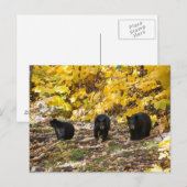 Carte Postale Trois ours (Devant / Derrière)