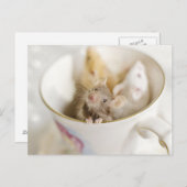 Carte Postale Trois petites souris (Devant / Derrière)