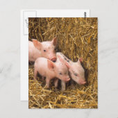 Carte Postale Trois petits cochons (Devant / Derrière)