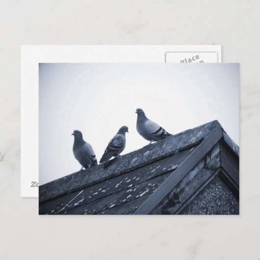 Carte Postale Trois pigeons sur un toit (Devant / Derrière)