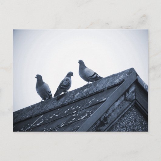 Carte Postale Trois pigeons sur un toit (Devant)