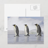 Carte Postale Trois pingouins empereurs, île de Snow Hill (Devant / Derrière)
