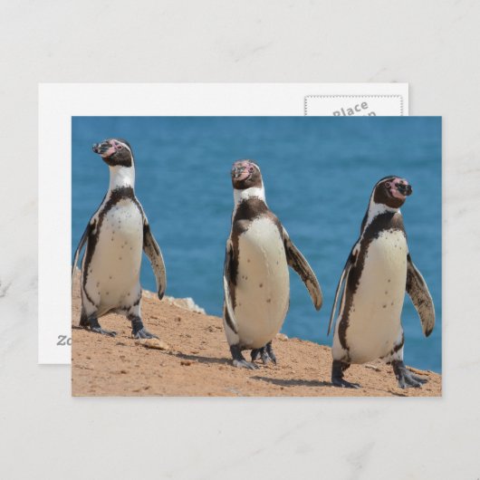 Carte Postale Trois pingouins Humboldt marchant (Devant / Derrière)