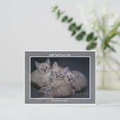 Carte postale Trois points Lynx Siamese Kittens (Debout devant)