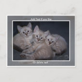 Carte postale Trois points Lynx Siamese Kittens (Devant)