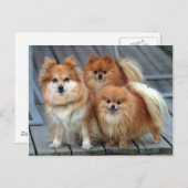 Carte Postale Trois Poméraniens (Devant / Derrière)