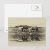 Carte Postale Trois poney`s (Devant / Derrière)